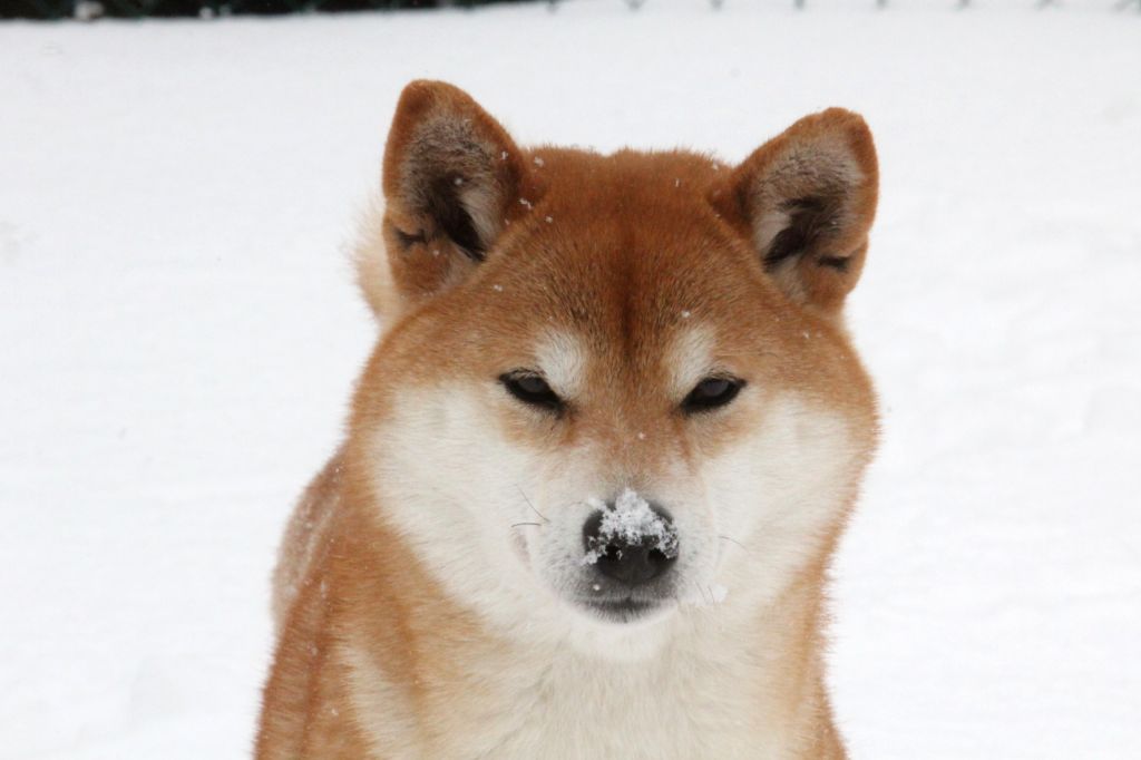 Shiba Inu et la neige
