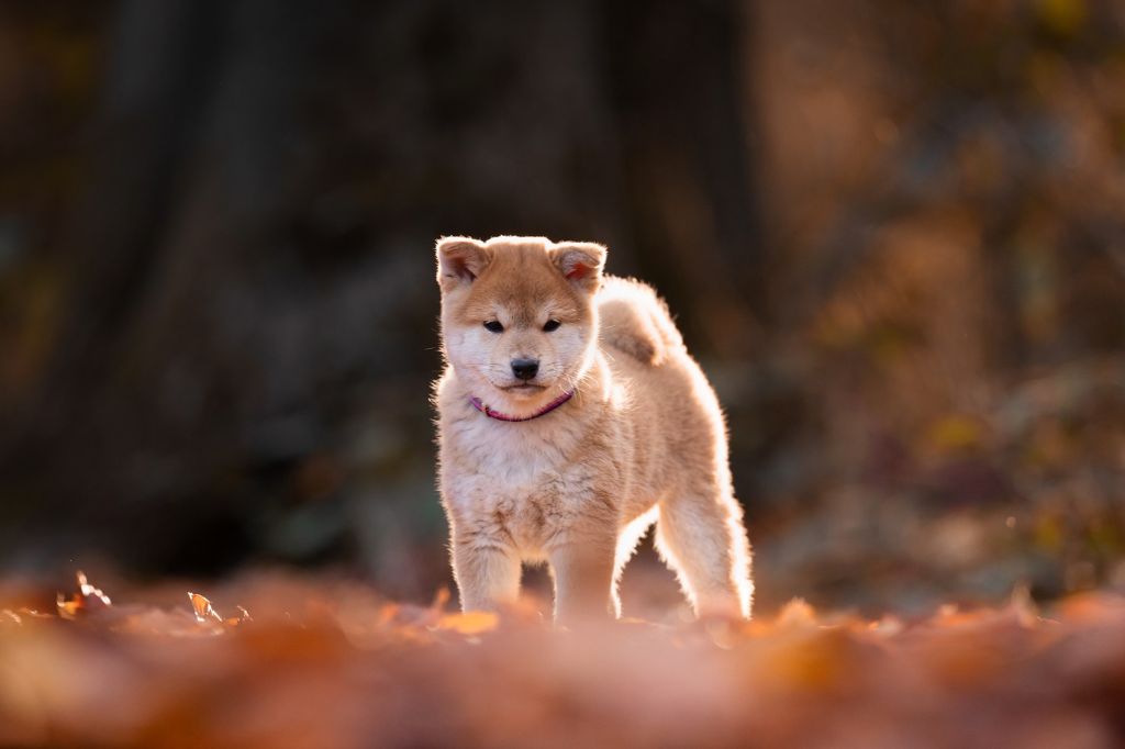 Chiots Shiba Inu